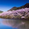 満開の桜とアンチ様の画像