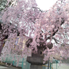 東京地方　しだれ桜が満開の画像