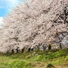 ４月「卯月」桜が心を魅了するの画像
