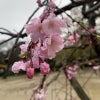 4月3日の桜の画像