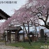 県内のシダレサクラ2か所とエドヒガン桜。カタクリ＆ニリンソウもの画像