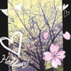 桜満開ღの画像