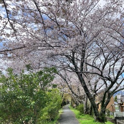 画像 今年の桜から元気をもらってきました の記事より 2つ目