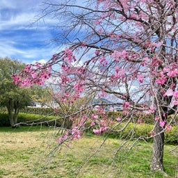画像 今年の桜から元気をもらってきました の記事より 6つ目