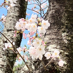 画像 今年の桜から元気をもらってきました の記事より 5つ目