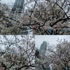 渋谷と新宿の桜の画像