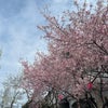 荒子川公園　桜満開の画像