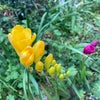 黄色いフリージアの花も咲き始めて良い香り！の画像