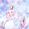 桜フォトを楽しむ♪サクラを撮るおすすめ写真構図♡の画像