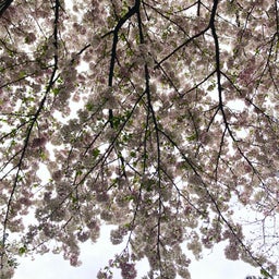 画像 神社の桜とかのん。 の記事より 1つ目