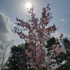 #京都嵐山  桜も咲いてあったかーいの画像