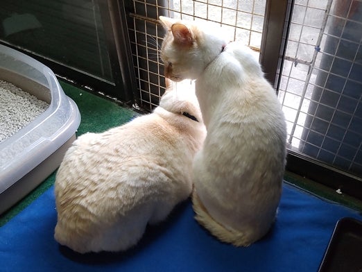 窓辺の白猫兄弟