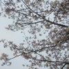今年の桜。の画像
