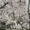 桜といつもの場所の画像