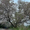 雨の中の桜の　悲しい　美しさの画像