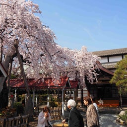 画像 枝垂れ桜が満開です　仙台　洞林寺 の記事より 1つ目