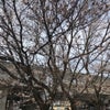 金沢散歩〜金沢駅周辺の桜の花〜の画像