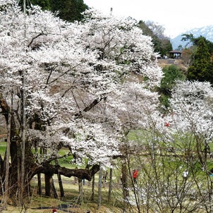 根尾谷の春と淡墨桜(2024年4月5日撮影)の画像