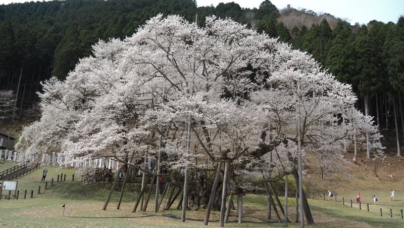 根尾谷の春と淡墨桜2024-4