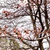 ４月５日☆桜の画像