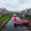 境川百十郎桜観桜の画像