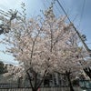 桜～♪の画像