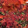 秋だけでなく春も真っ赤な庭のモミジがお気に入りの画像