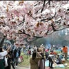 札幌・円山公園　花見期間中の火気使用を全面禁止その理由とはの画像