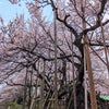 北杜市「神代桜」車が大渋滞！の画像