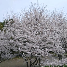 画像 近鉄大阪線　五位堂駅付近の桜とチューリップの絵 の記事より 1つ目