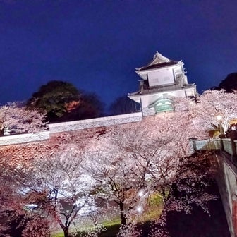 五分咲き？七分咲き？夕暮れの金沢城、夫婦でお花見。