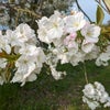 桜めぐりは続く＆昨年の逆さ桜の画像
