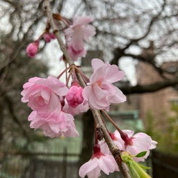 画像 桜ながめて　市谷亀岡神社 の記事より 3つ目