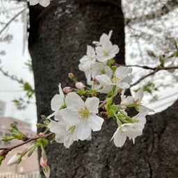 画像 桜ながめて　市谷亀岡神社 の記事より 2つ目