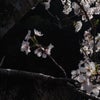 桜の撮り方の画像