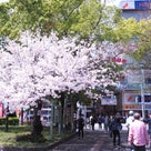 春の阪神尼崎、桜が綺麗でした！の記事より