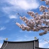 世界遺産の平等院と桜の画像