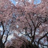 桜の季節にの画像