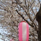 今年の桜    ♪の記事より