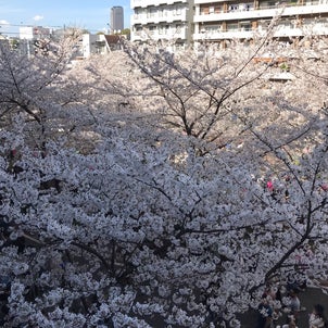 目黒川の桜並木の画像