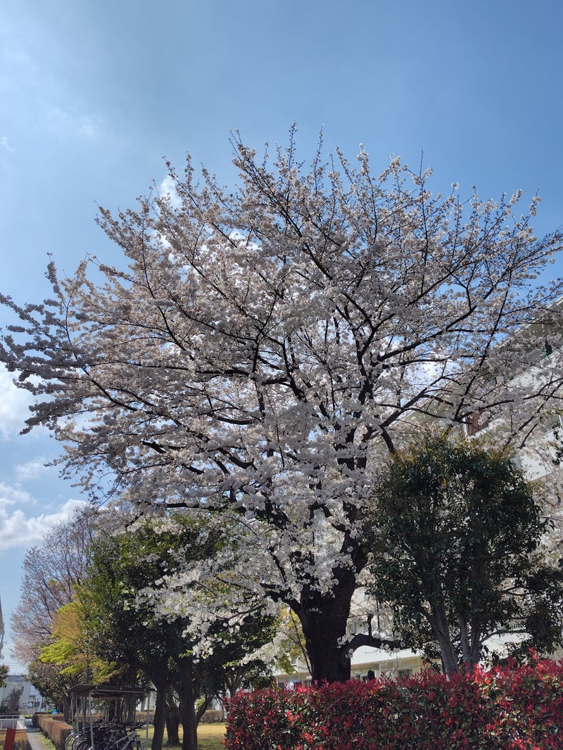 青空の下の桜の木