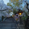 大阪市内のお花見＆ラーメンの画像