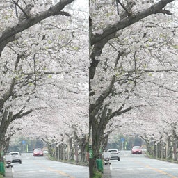 画像 追浜：湘南鷹取の桜並木を見よう♪ の記事より 11つ目