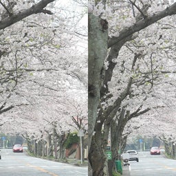 画像 追浜：湘南鷹取の桜並木を見よう♪ の記事より 10つ目