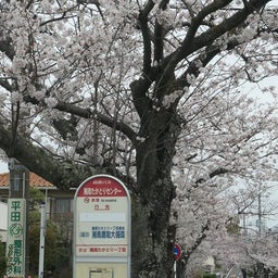 画像 追浜：湘南鷹取の桜並木を見よう♪ の記事より 6つ目