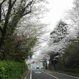 画像 追浜：湘南鷹取の桜並木を見よう♪ の記事より 5つ目