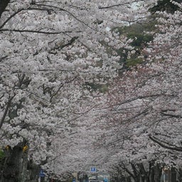 画像 追浜：湘南鷹取の桜並木を見よう♪ の記事より 8つ目
