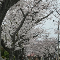 画像 追浜：湘南鷹取の桜並木を見よう♪ の記事より 7つ目