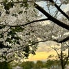 桜色が、私たちを惹きつける理由の画像