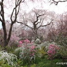 京の桜を愛でてきましたの記事より